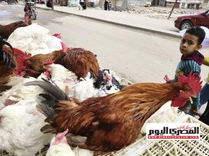 أسعار الدواجن البيضاء وبيض المائدة في السوق المصري الأحد 11 أكتوبر 2026