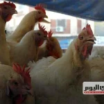 أسعار الدواجن اليوم الثلاثاء 13-10-2026 وسعر كيلو الفراخ البيضاء عقب الارتفاع الأخير في الأسواق والبورصة