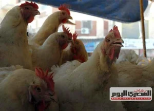 أسعار الدواجن اليوم الثلاثاء 13-10-2026 وسعر كيلو الفراخ البيضاء عقب الارتفاع الأخير في الأسواق والبورصة