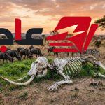 ما يحدث بعد نفوق الفيل كشفه خبراء بشأن السر الخفي المستمر لسنوات