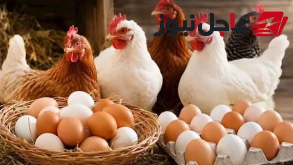 انخفاض أسعار الدواجن والبانيه اليوم الأربعاء بعد موجة ارتفاعات