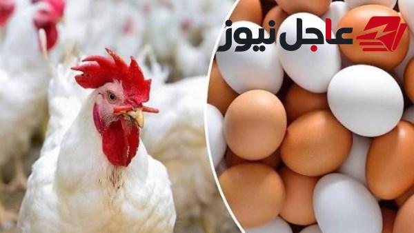 أسعار الدواجن في الأسواق تعكس اتجاهًا معاكسًا اليوم الجمعة